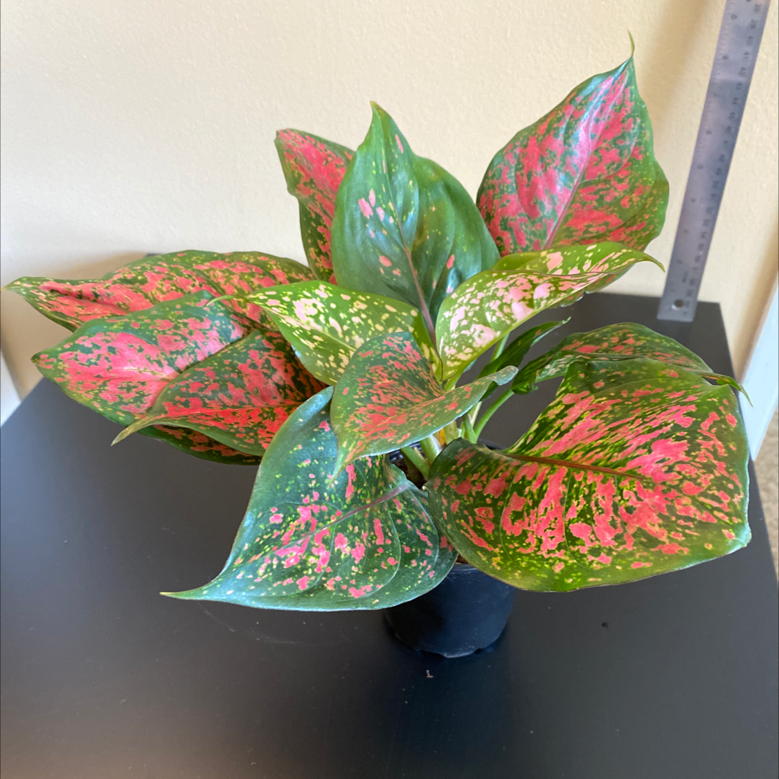 Photo of the plant species Pink Dalmatian Aglaonema by Alex named Wishes on Greg, the plant care app