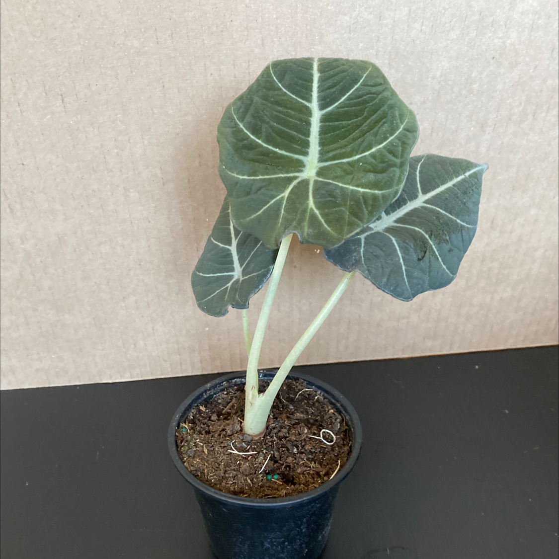 Black Velvet Alocasia plant in a small pot with dark green leaves and white veins.