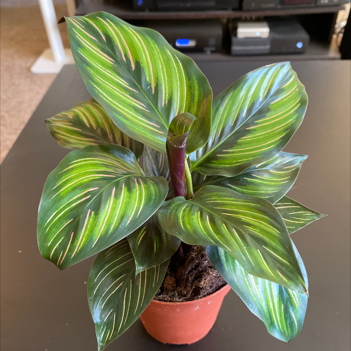 Calathea 'Beauty Star' plant in a small pot with vibrant green and yellow striped leaves.