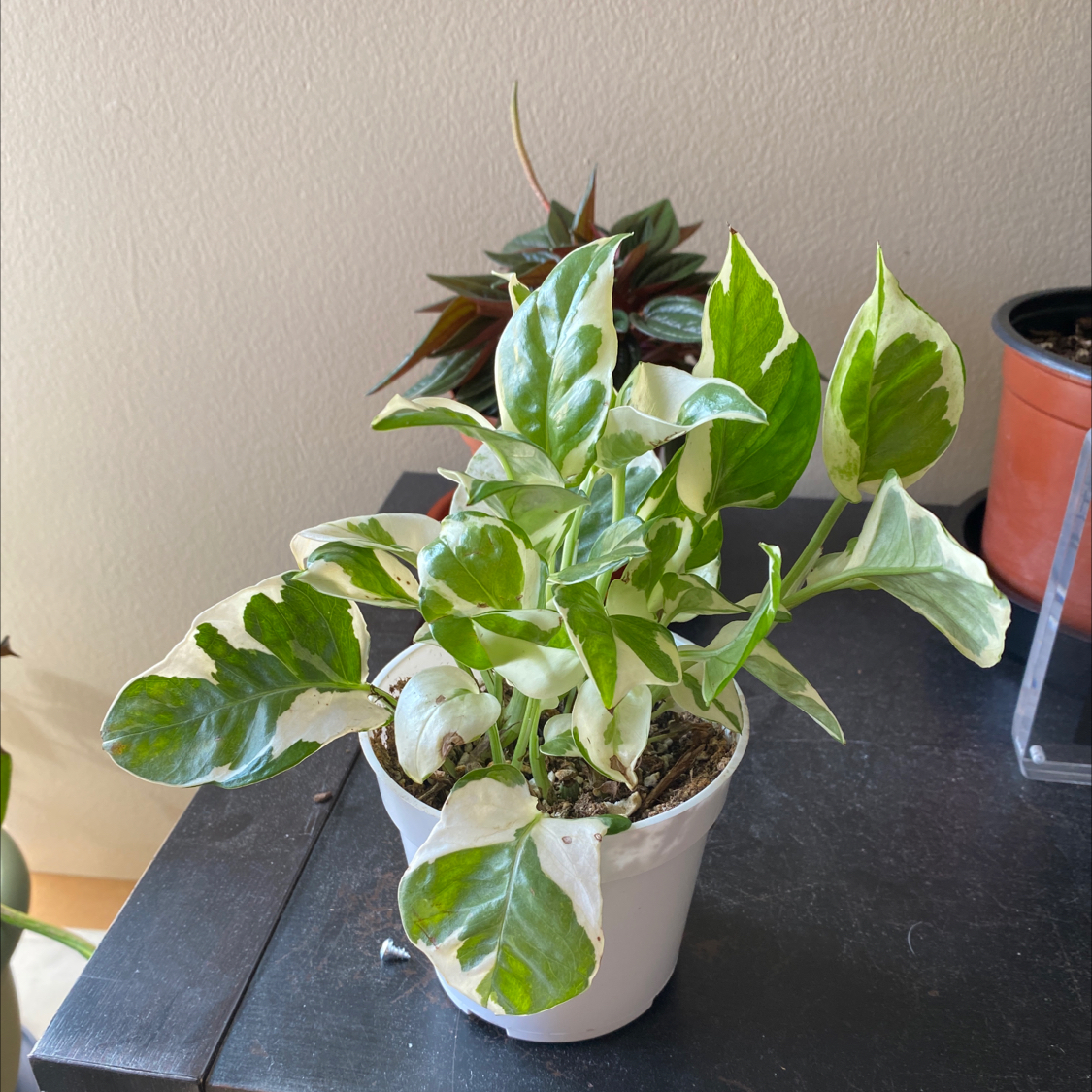 Pothos N' Joy plant in a white pot with variegated green and white leaves.