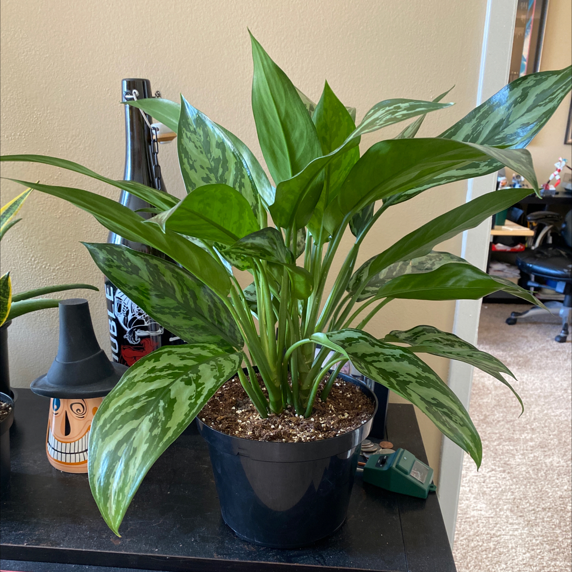 Healthy Aglaonema 'Tigress' plant in a black pot with vibrant green leaves.