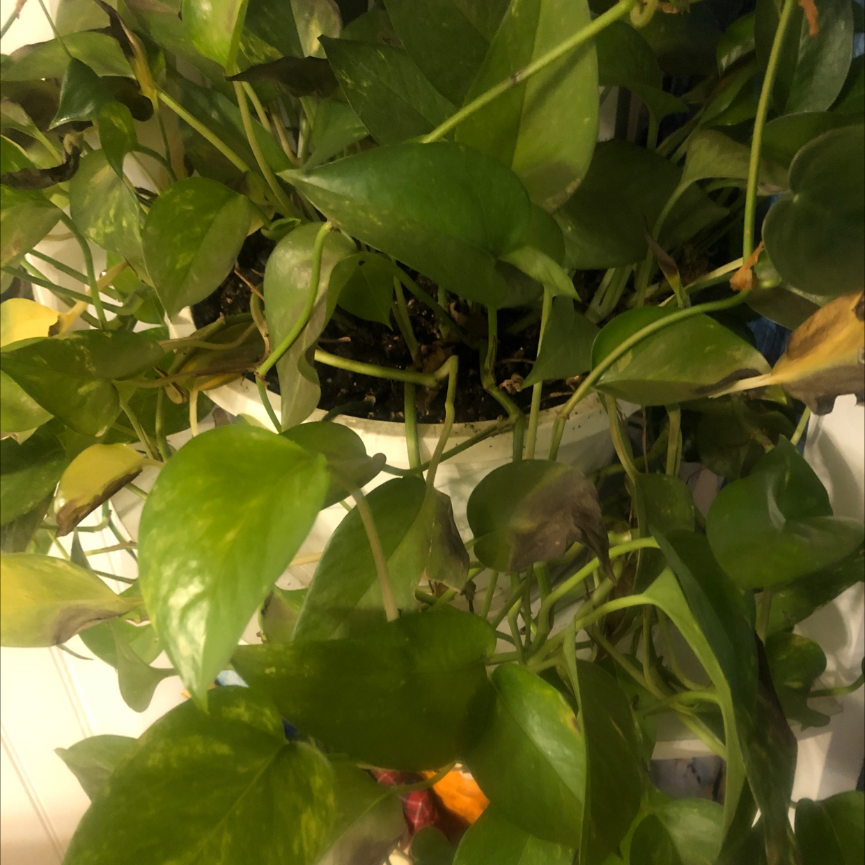 Taro Vine plant photo by Cody named Pathos on Greg, the plant care app.