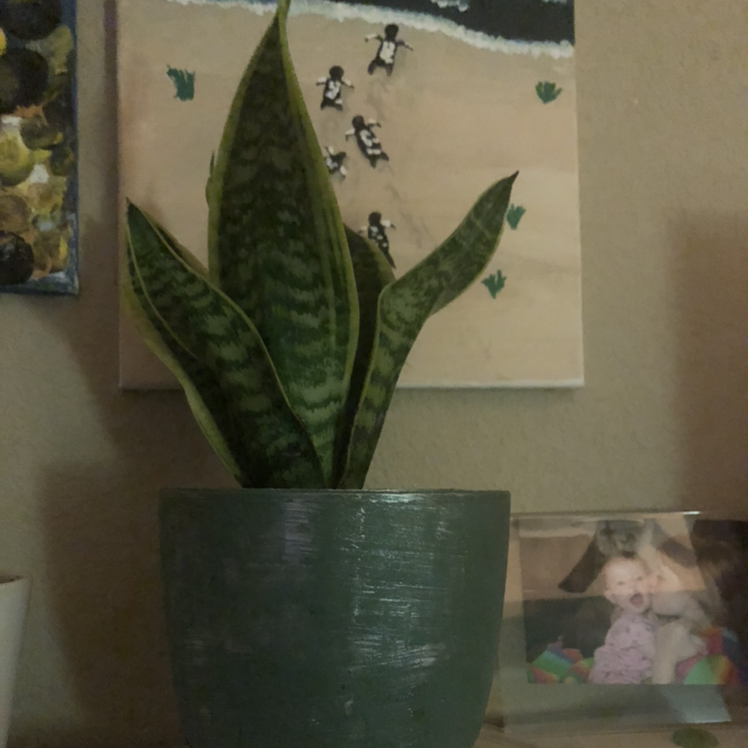 Variegated Snake Plant plant photo by @Allie_Ballie named Osmo on Greg, the plant care app.