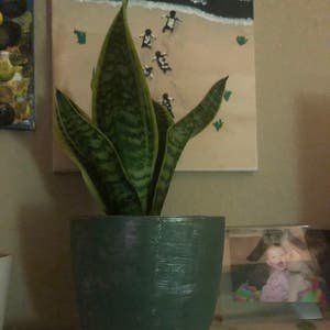 Snake Plant plant photo by @Allie_Ballie named Osmo on Greg, the plant care app.