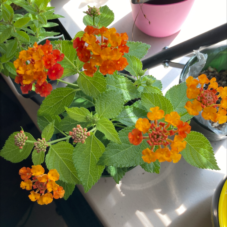 Lantana plant with vibrant orange and red flowers, healthy green leaves.
