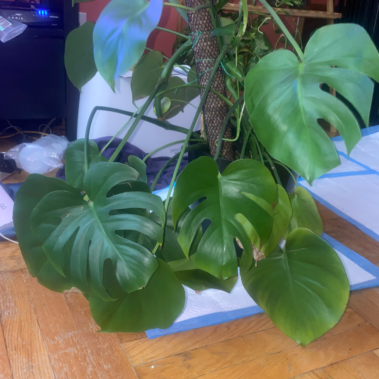 Monstera plant photo by Ivy named Luna on Greg, the plant care app.