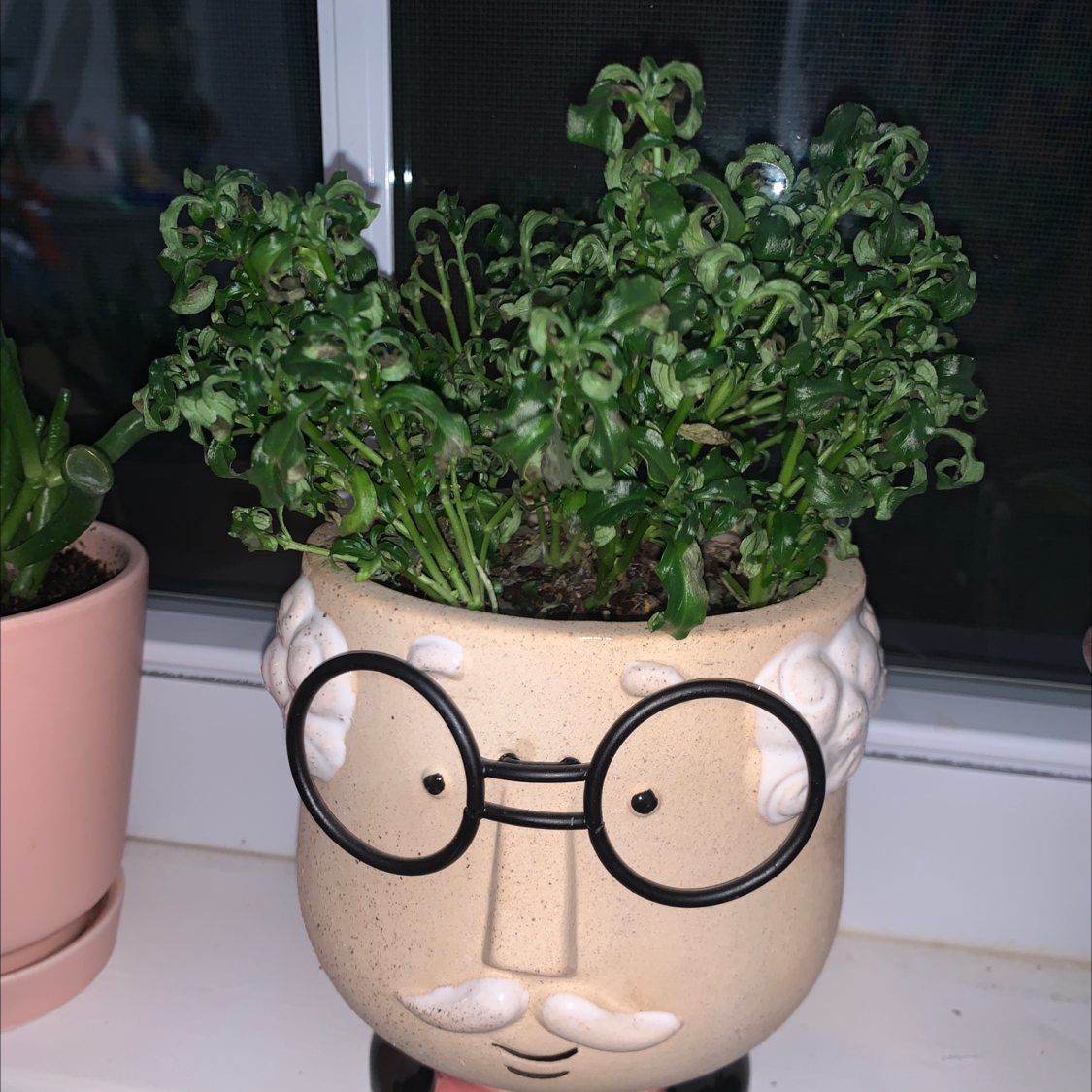 Photo of the plant species Mai Tai Alternanthera by Kamryn named einstein on Greg, the plant care app