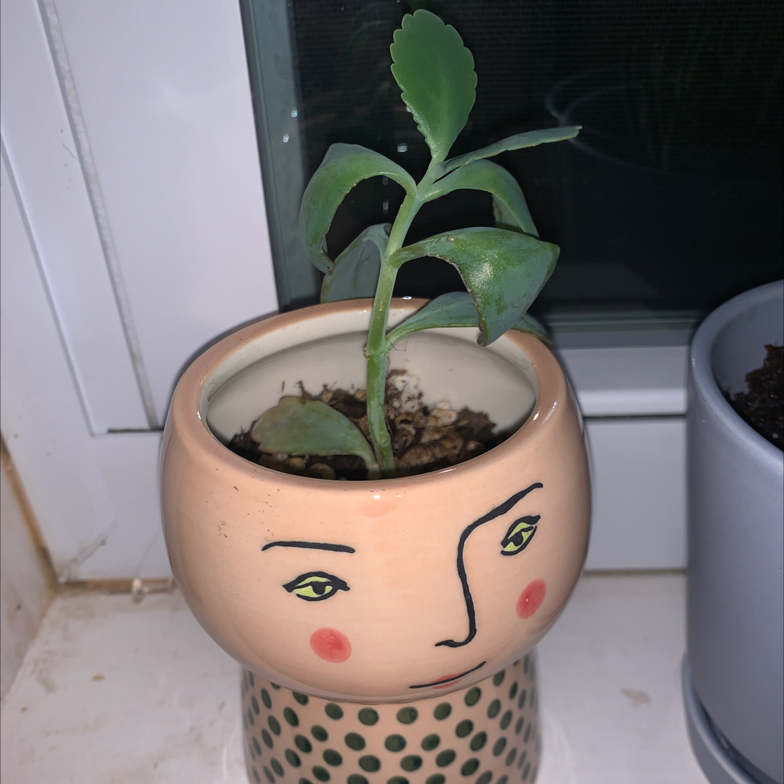 Marnier's Kalanchoe plant in a decorative pot on a windowsill.