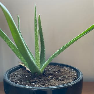 Aloe vera plant in Cincinnati, Ohio