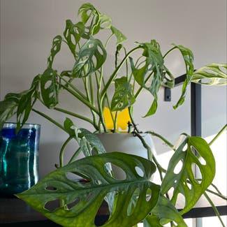 Window Leaf plant in Cincinnati, Ohio