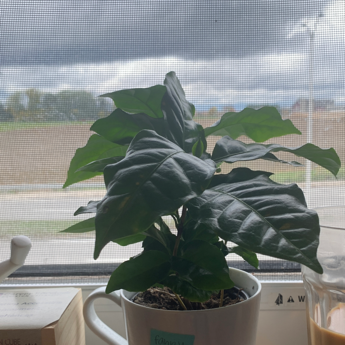 Healthy Arabian coffee plant with glossy green leaves in a white ceramic pot on a sunny windowsill.