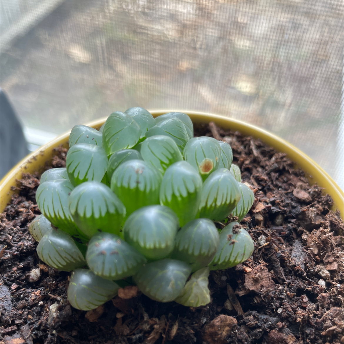 Photo of the plant species Haworthia cooperi by Brittany named eggs on Greg, the plant care app