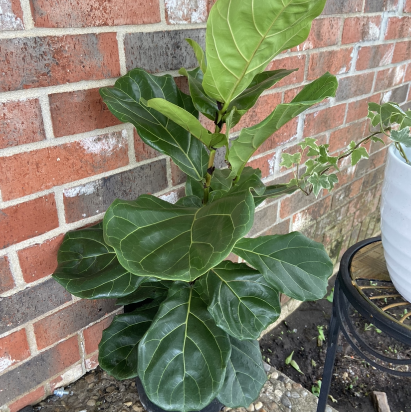 Fiddle Leaf Fig plant photo by @LanaChambers named Mrs.Fiddles on Greg, the plant care app.