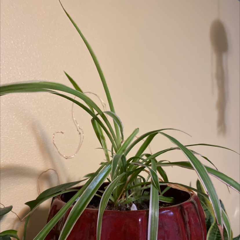 Spider Plant plant photo by Chloe named Joan Calamezzo on Greg, the plant care app.