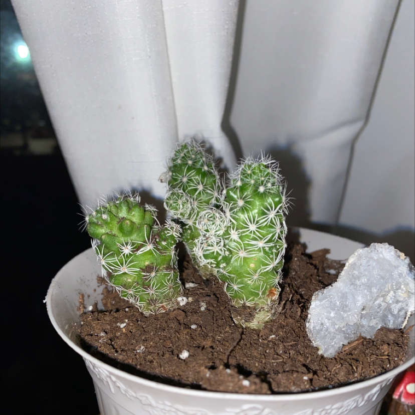 Missouri Foxtail Cactus in a white pot with visible soil, well-framed and healthy.