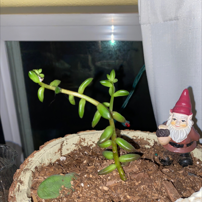 Stringy Stonecrop plant in a pot with visible soil and a garden gnome figurine.