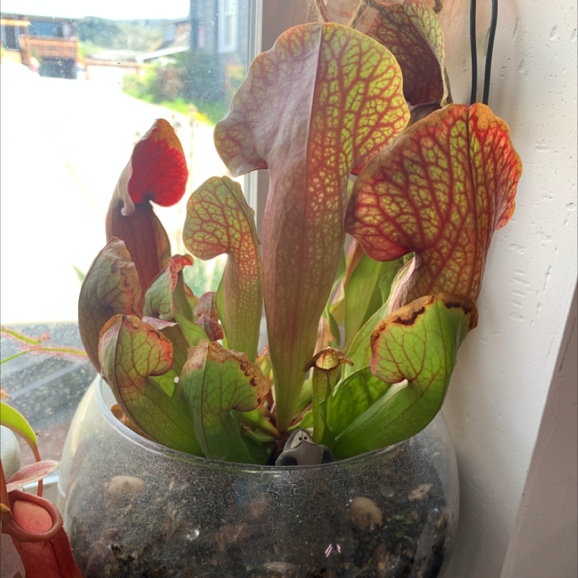 Photo of the plant species White Topped Pitcher Plant by @Ylime named Pitcher on Greg, the plant care app
