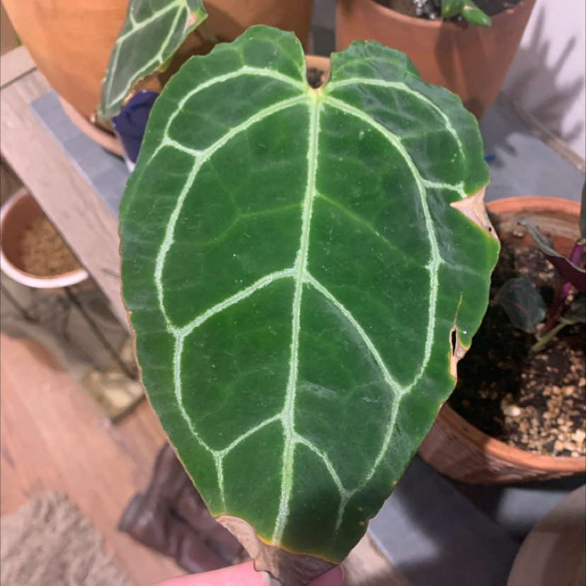 Photo of the plant species Crystal Anthurium by @Ylime named Anthurium on Greg, the plant care app