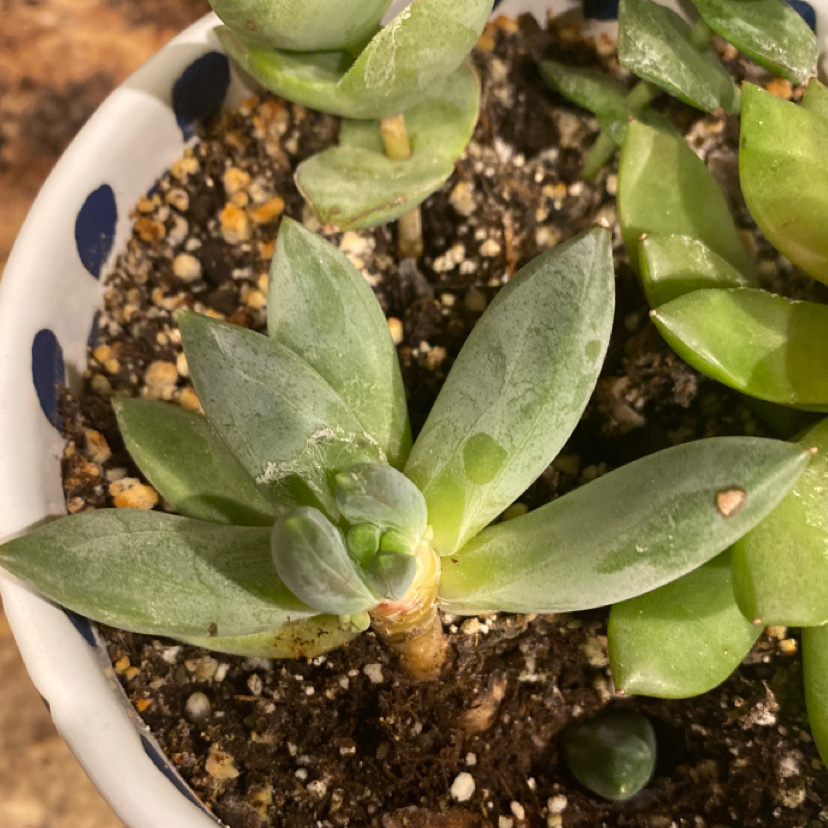 A healthy succulent plant in a pot with visible soil.