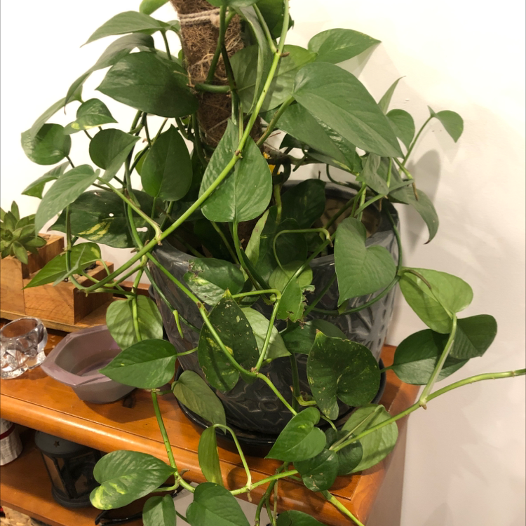 Taro Vine plant photo by Katharine named Treeyoncé on Greg, the plant care app.
