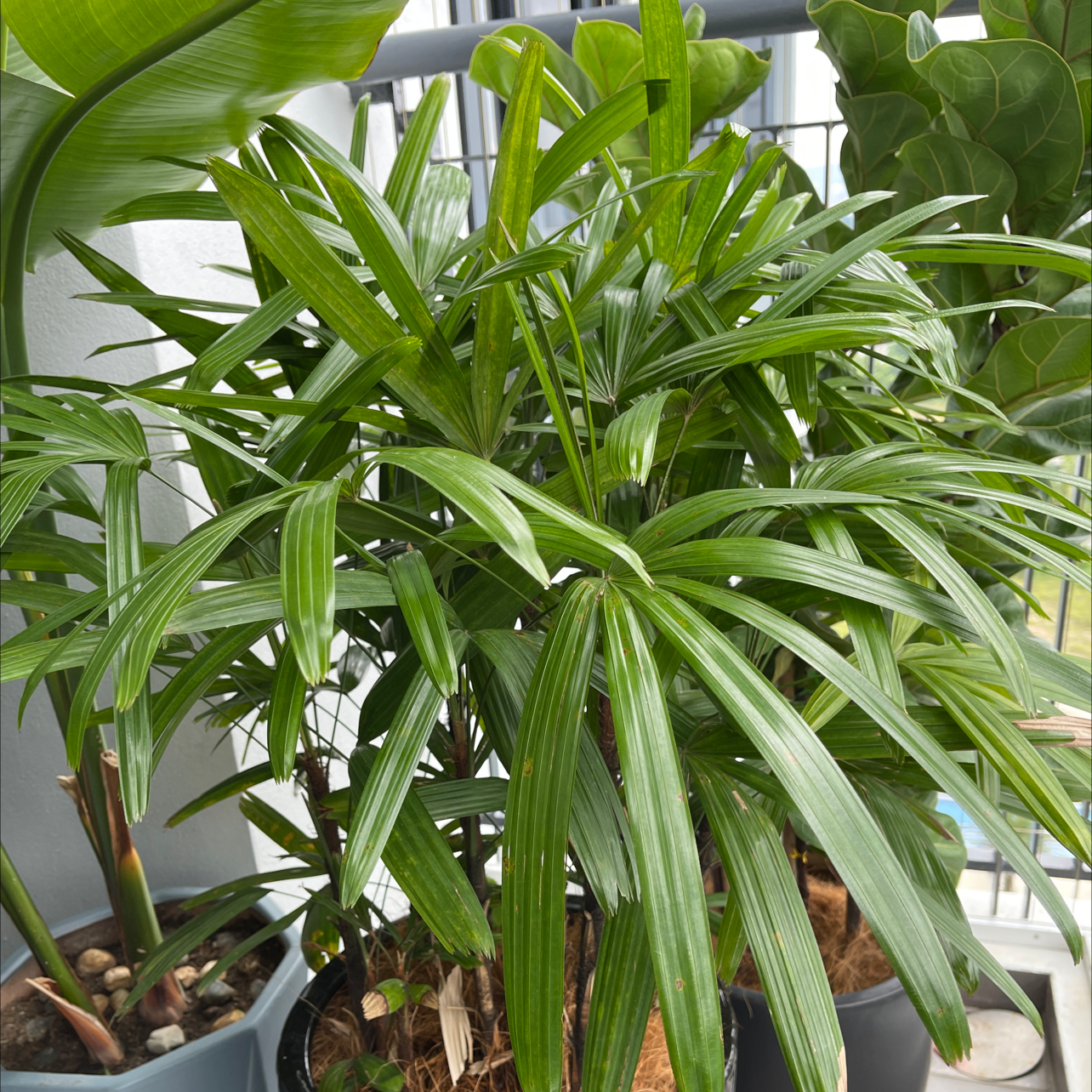 Healthy, thriving Rhapsis Palm with gracefully arching green fronds, free of discoloration or spots, in an indoor planter.