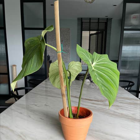 Photo of the plant species Philodendron 'Glorius' by @jaymohd named Bella on Greg, the plant care app