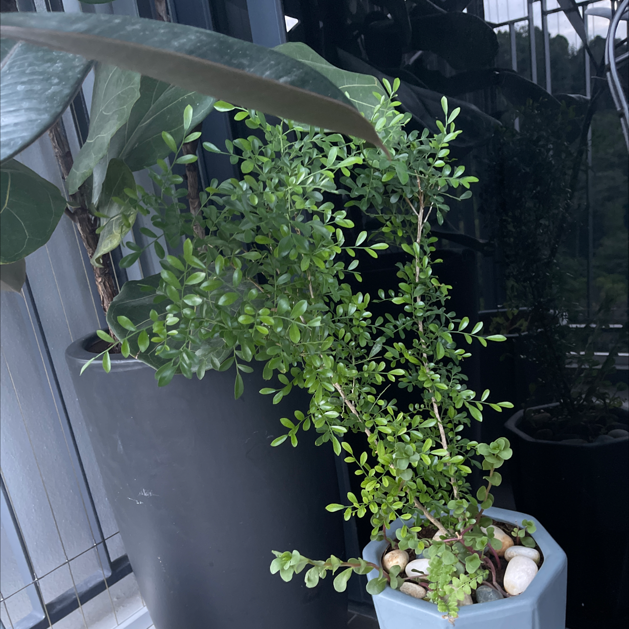 Photo of the plant species Mock Orange by @jaymohd named Luigiz on Greg, the plant care app