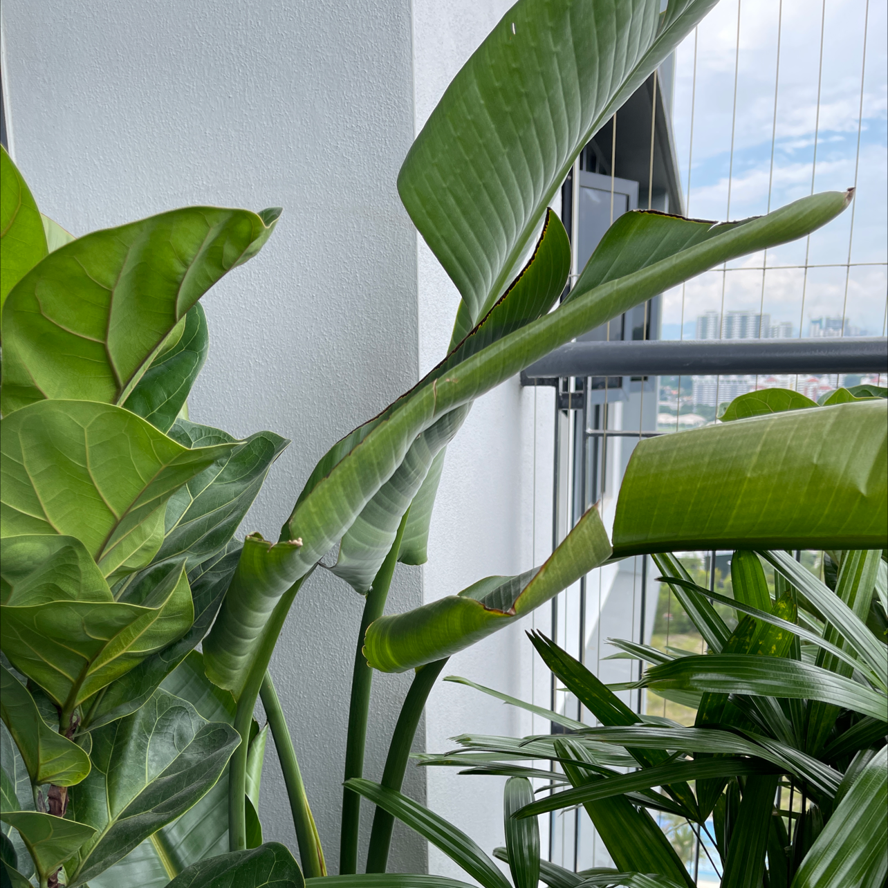 Photo of the plant species Banana by @jaymohd named Layla on Greg, the plant care app
