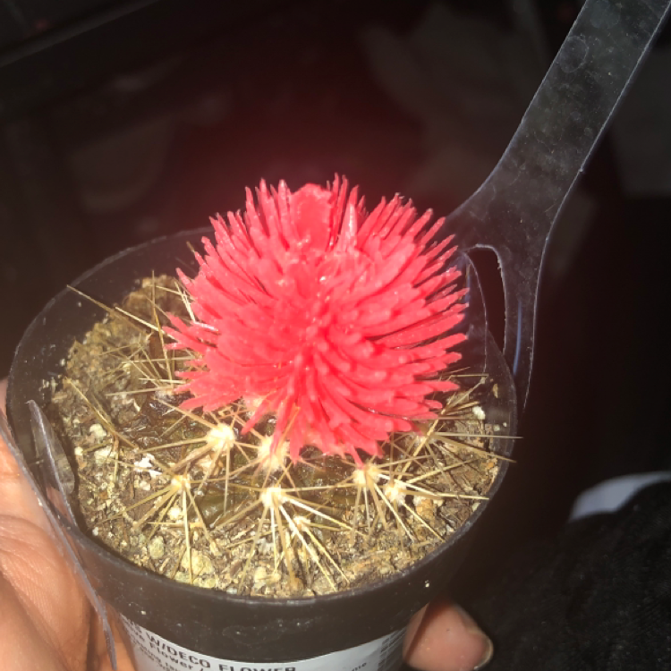 Photo of the plant species Pincushion Cactus by @Avaadkinson named Morgan Treeman on Greg, the plant care app