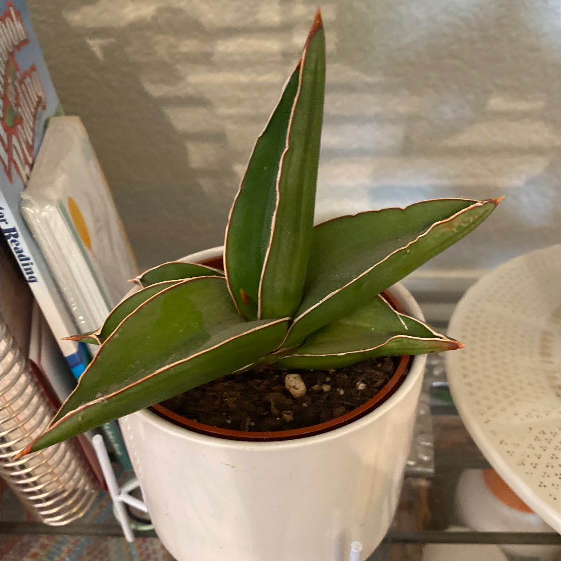 Samurai Dwarf Snake Plant in a white pot with green leaves and white edges.