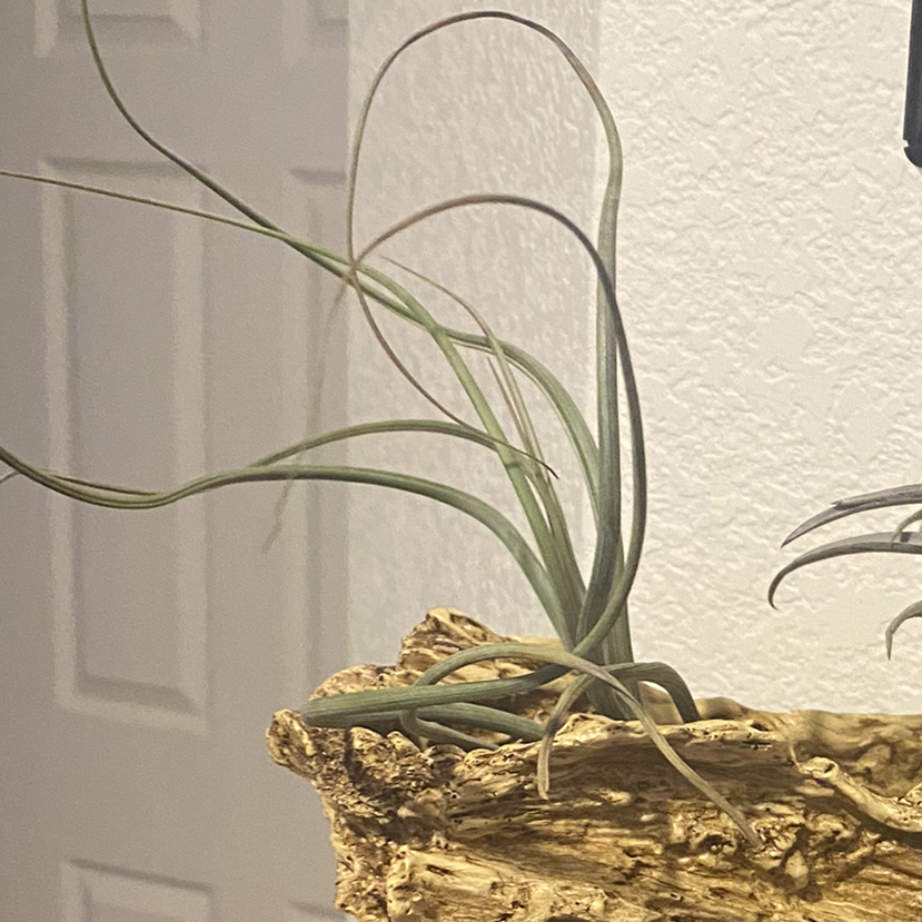 Medusa Head Air Plant mounted on driftwood in an indoor setting.