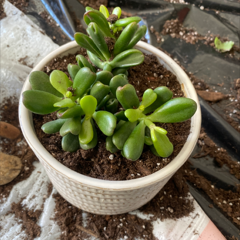Gollum Jade plant in a white pot with healthy green leaves and visible soil.