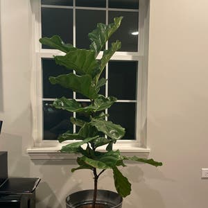 Fiddle Leaf Fig plant photo by Meera91 named Bella on Greg, the plant care app.