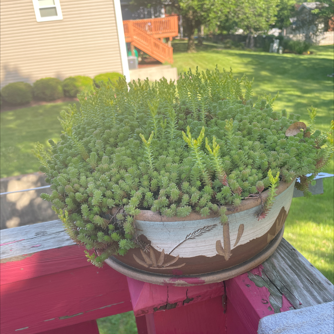 Potted Goldmoss Stonecrop plant with dense, green foliage on a wooden deck.