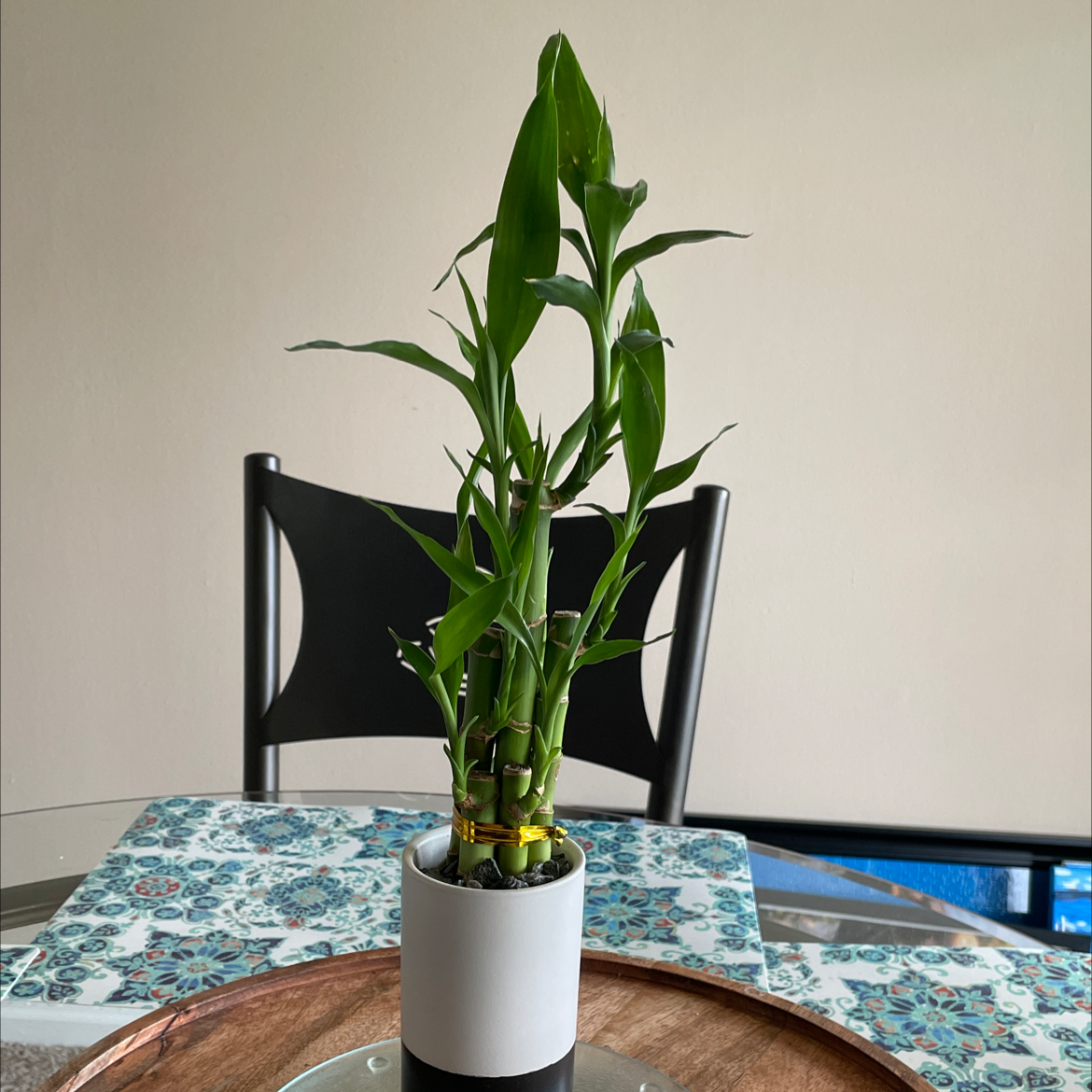 Lucky Bamboo plant photo by @Meera91 named Bambi on Greg, the plant care app.