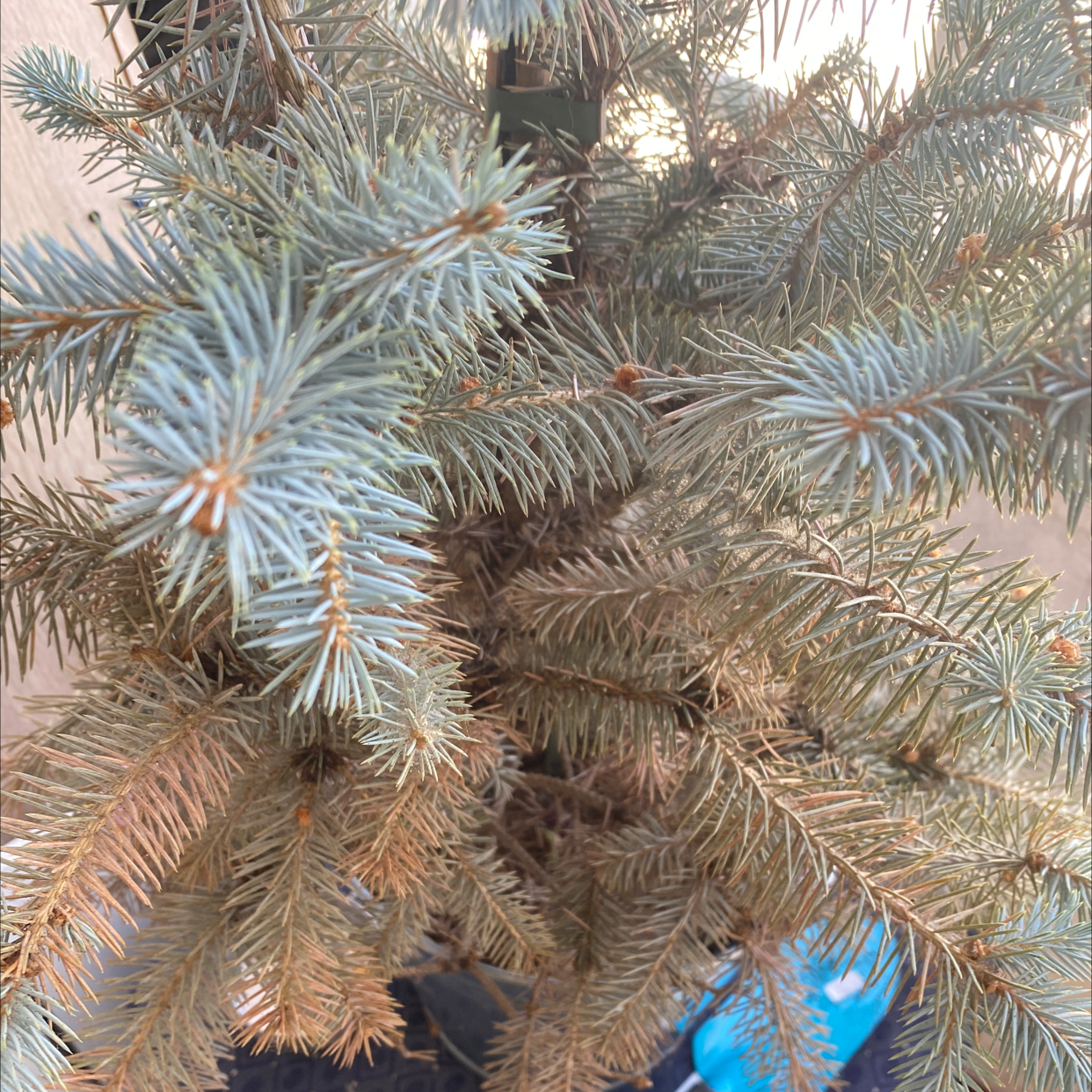 Blue Spruce plant with some browning needles, indicating moderate health.