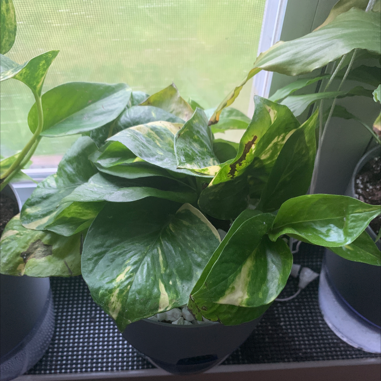 Taro Vine plant photo by @Renata.vr named Lara on Greg, the plant care app.