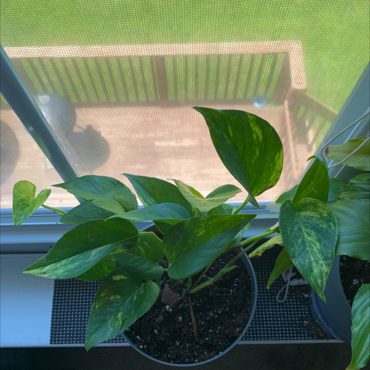 Taro Vine plant photo by @Renata.vr named Paula the Queen on Greg, the plant care app.