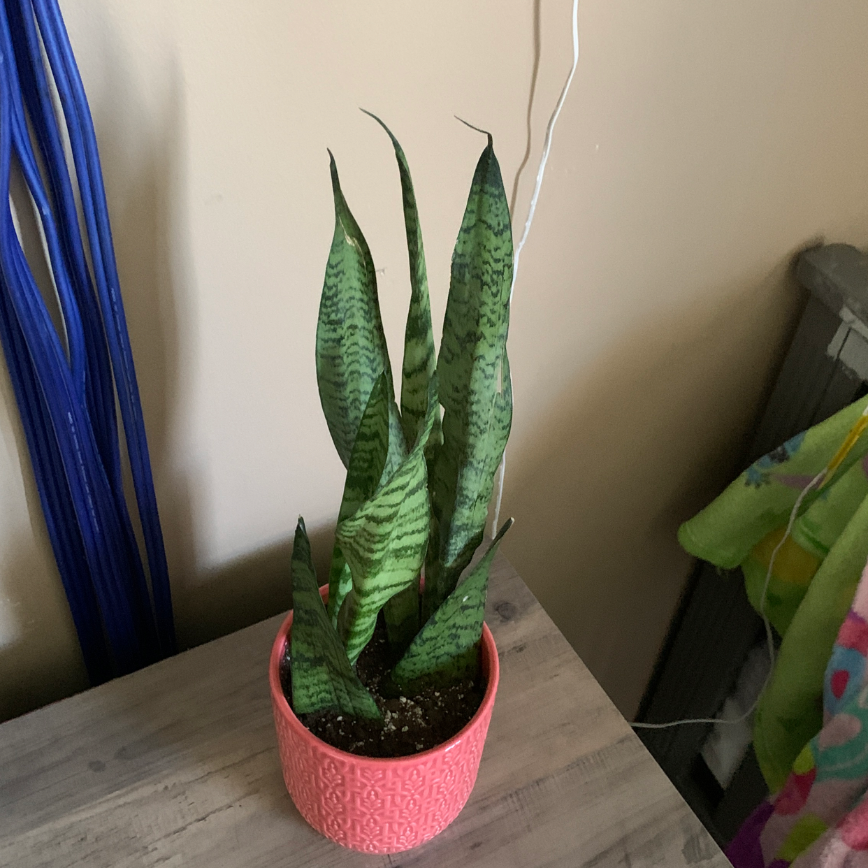 Snake Plant plant photo by @Renata.vr named Sansa on Greg, the plant care app.