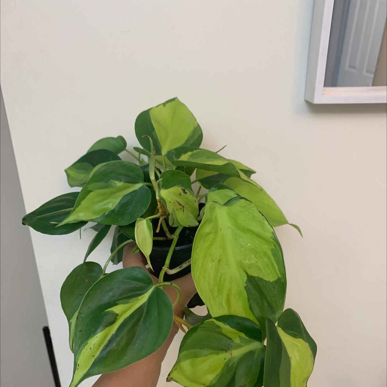 Philodendron Scandens plant photo by @Renata.vr named Philodendron brasil on Greg, the plant care app.