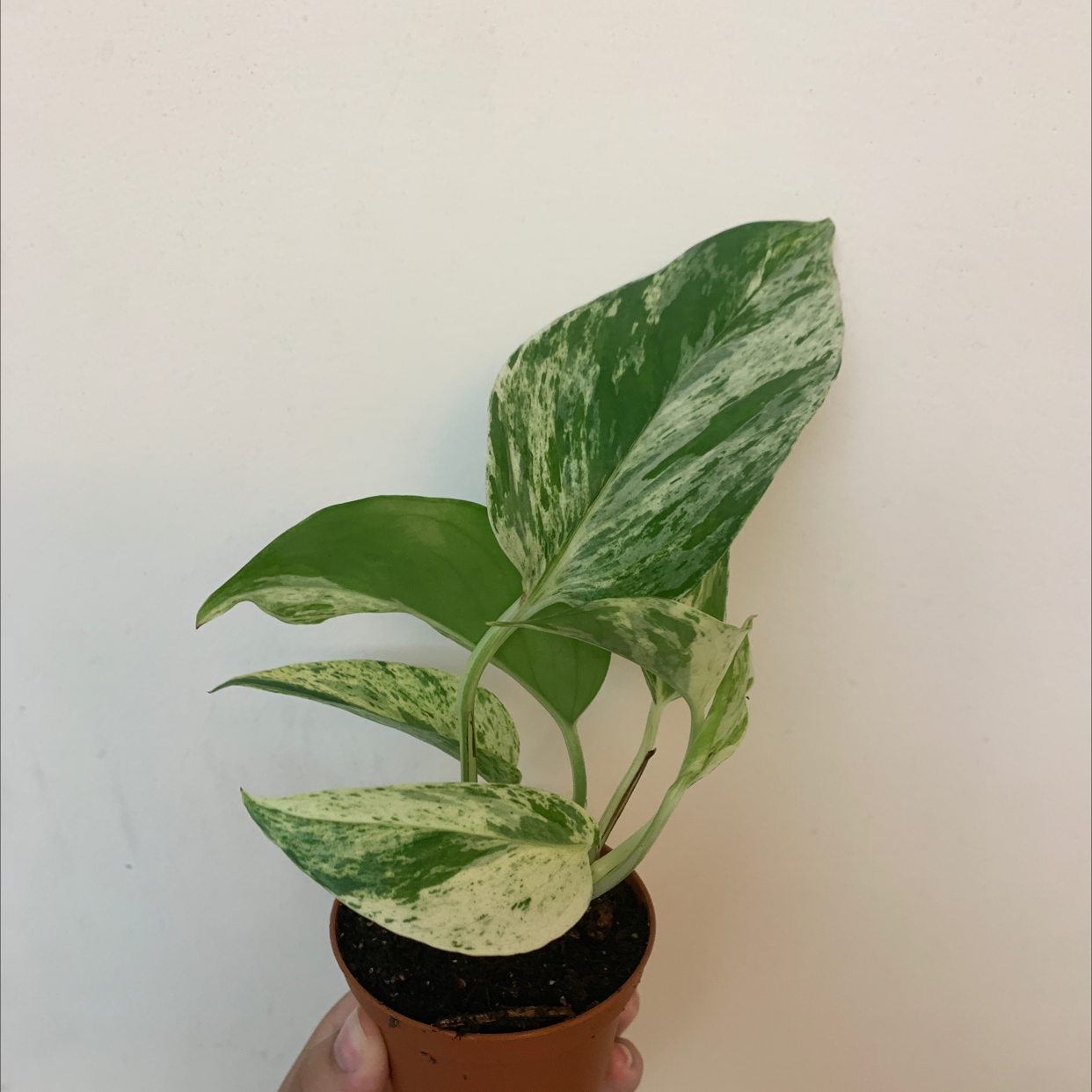 Taro Vine plant photo by @Renata.vr named Queen marble on Greg, the plant care app.