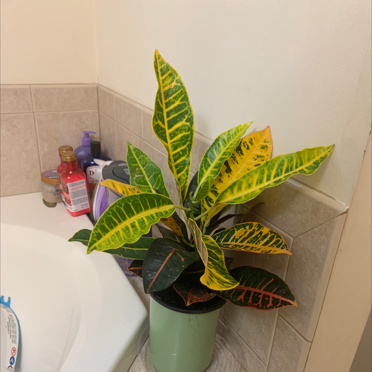 Croton 'Petra' plant photo by @Renata.vr named Iris on Greg, the plant care app.
