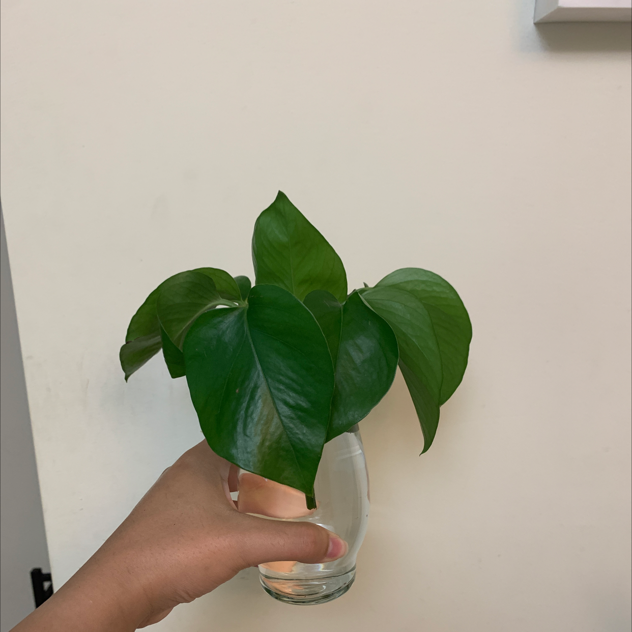 Taro Vine plant photo by @Renata.vr named Oliver on Greg, the plant care app.