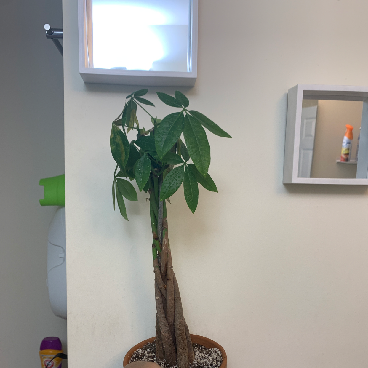 Money Tree plant photo by @Renata.vr named Money tree on Greg, the plant care app.