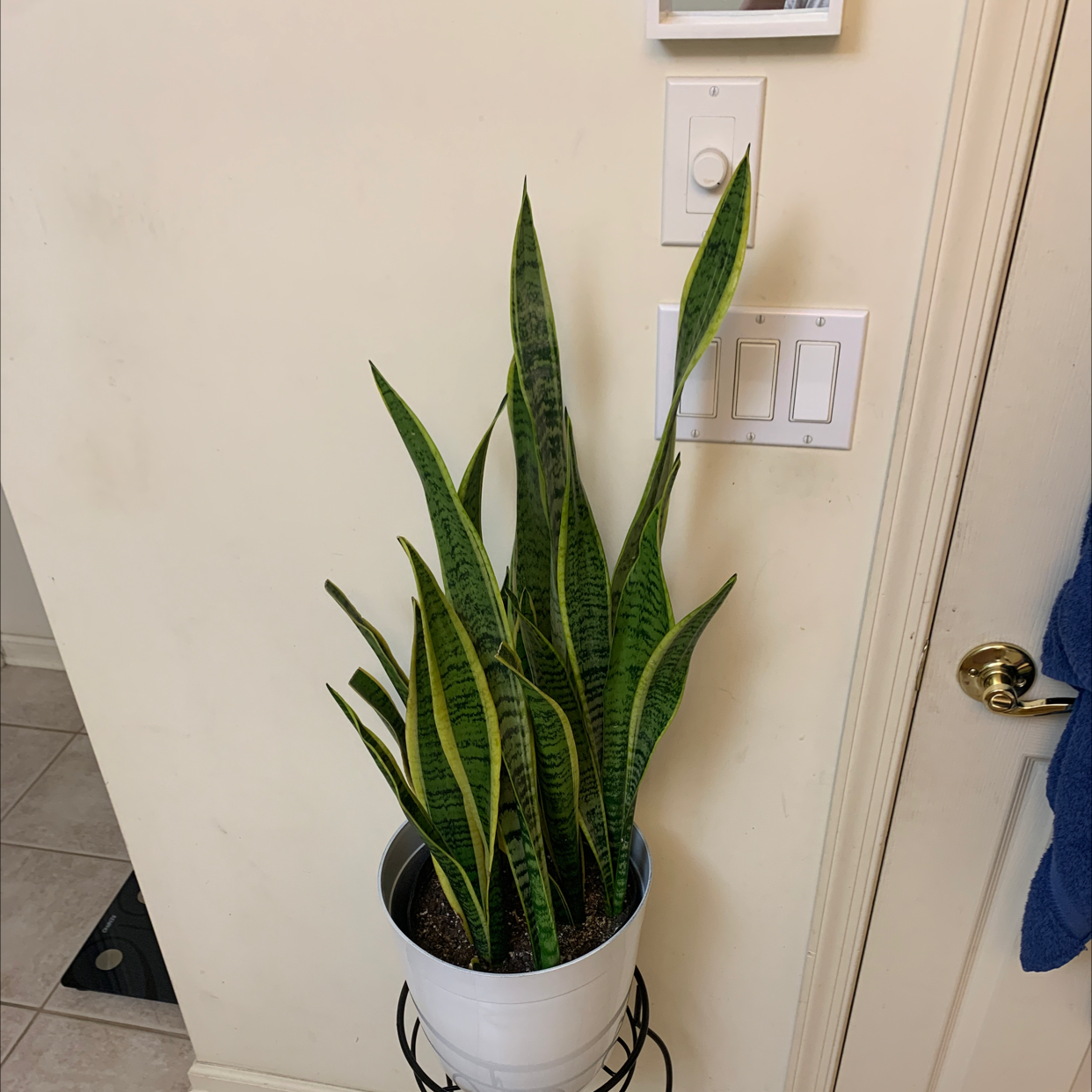 Snake Plant plant photo by @Renata.vr named Slitherin on Greg, the plant care app.