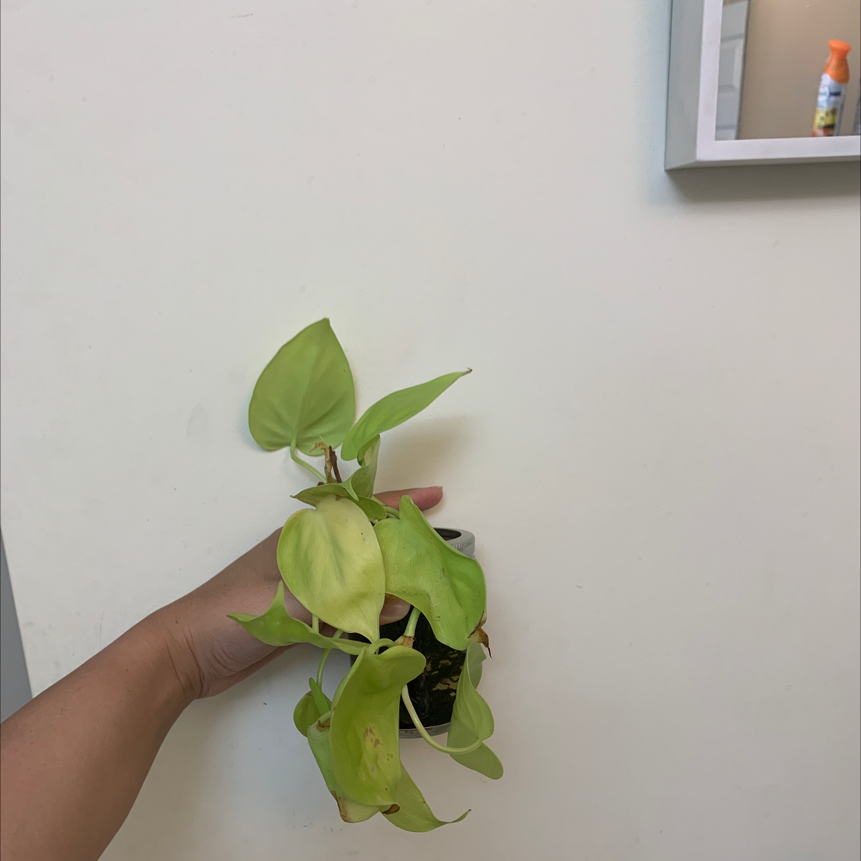 Philodendron Scandens plant photo by @Renata.vr named Neon pothos on Greg, the plant care app.