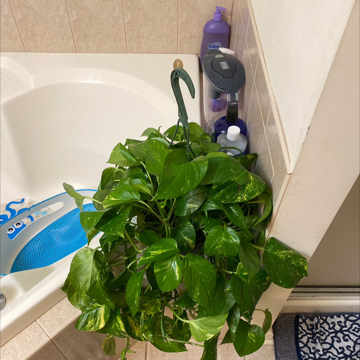 Taro Vine plant photo by @Renata.vr named Pamela pothos on Greg, the plant care app.
