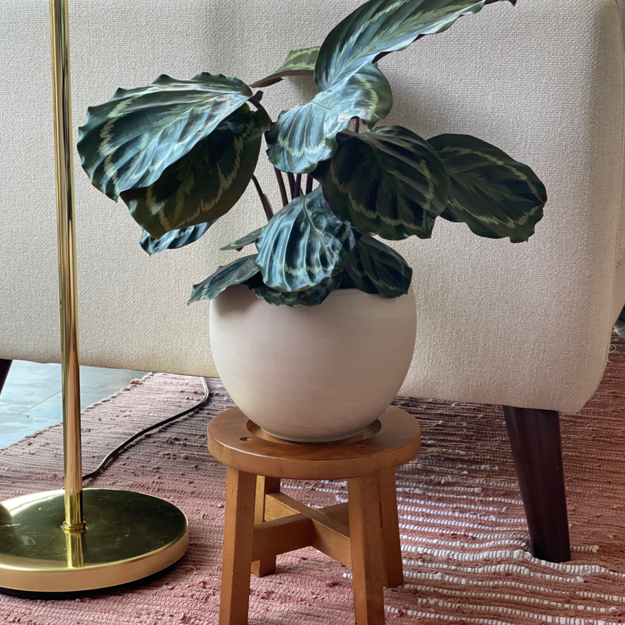 A healthy Green Prayer Plant with large patterned leaves in a white pot on a wooden stool.