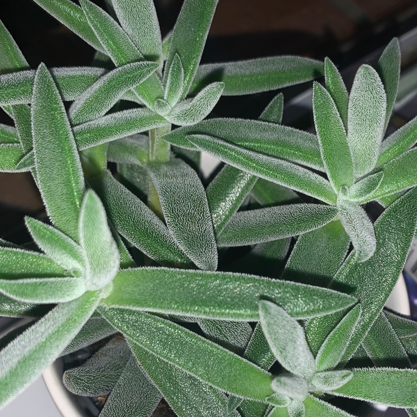 Why Are There Black Spots on My Sedum lineare Leaves?