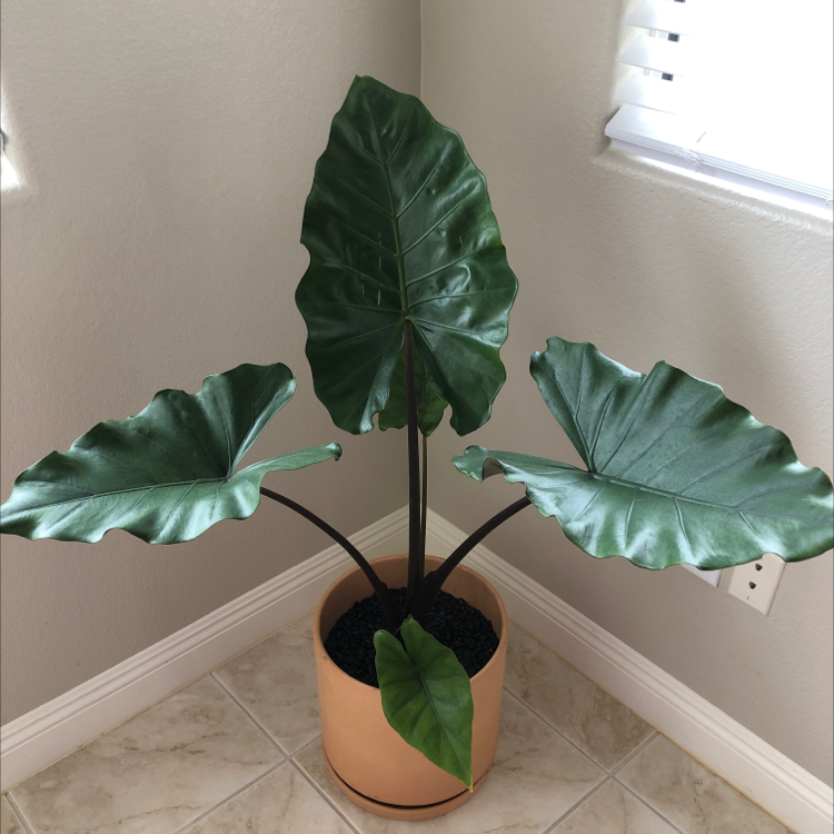 Elephant Ear Philodendron plant with large green leaves in a pot, placed in a corner.